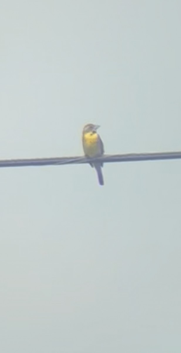 Dickcissel - ML638409272
