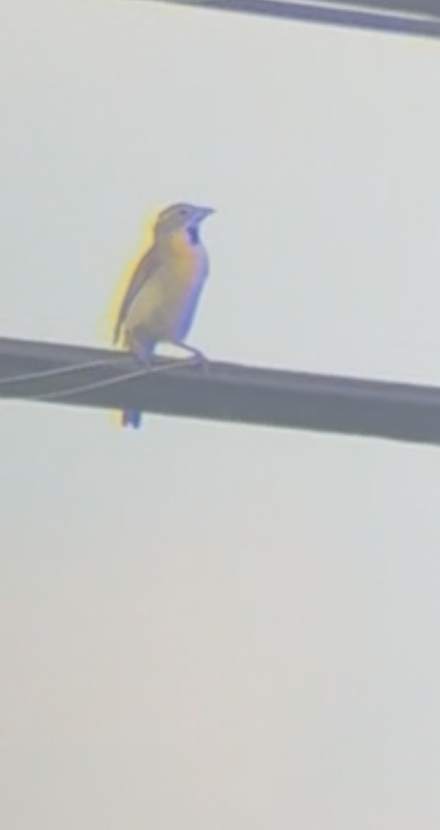 Dickcissel - ML638409273