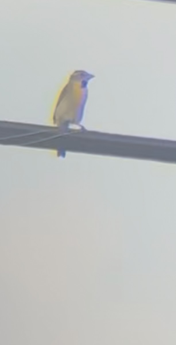 Dickcissel - ML638409274