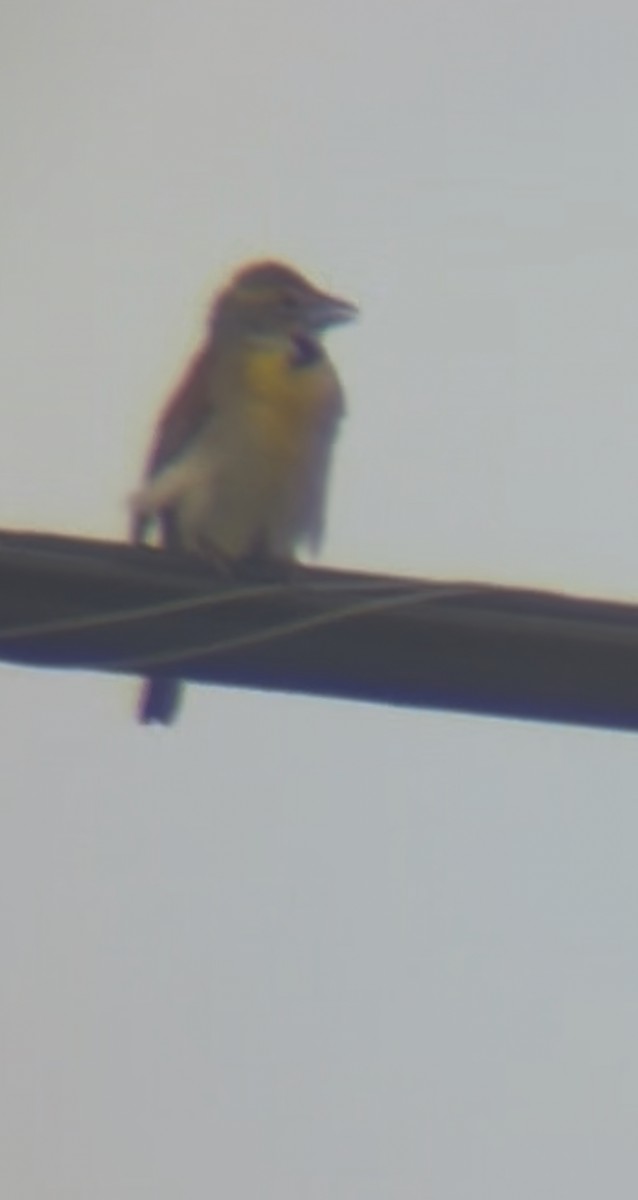 Dickcissel - ML638409275