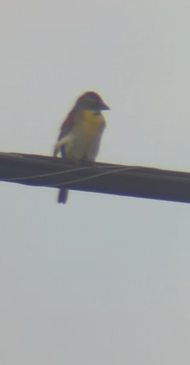 Dickcissel - ML638409276
