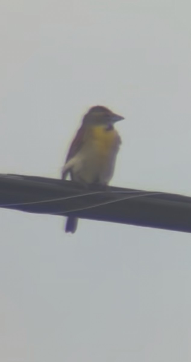 Dickcissel - ML638409277