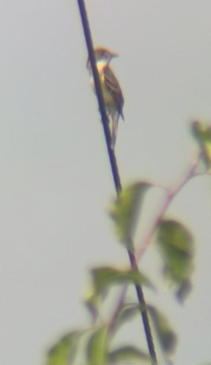 Dickcissel - ML638409278
