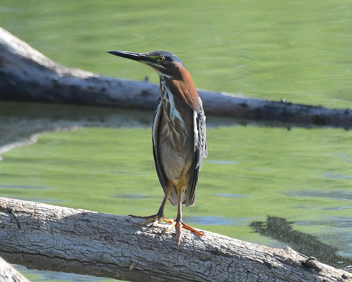 Green Heron - ML638409283