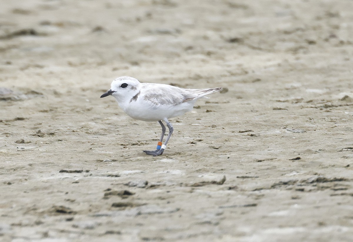 Snowy Plover - ML638409285