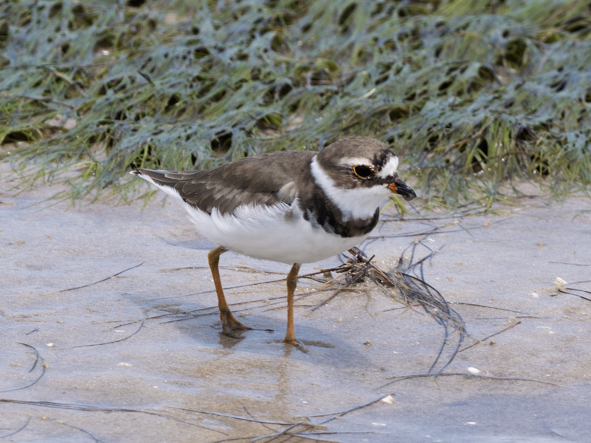 Semipalmated Plover - ML638409286