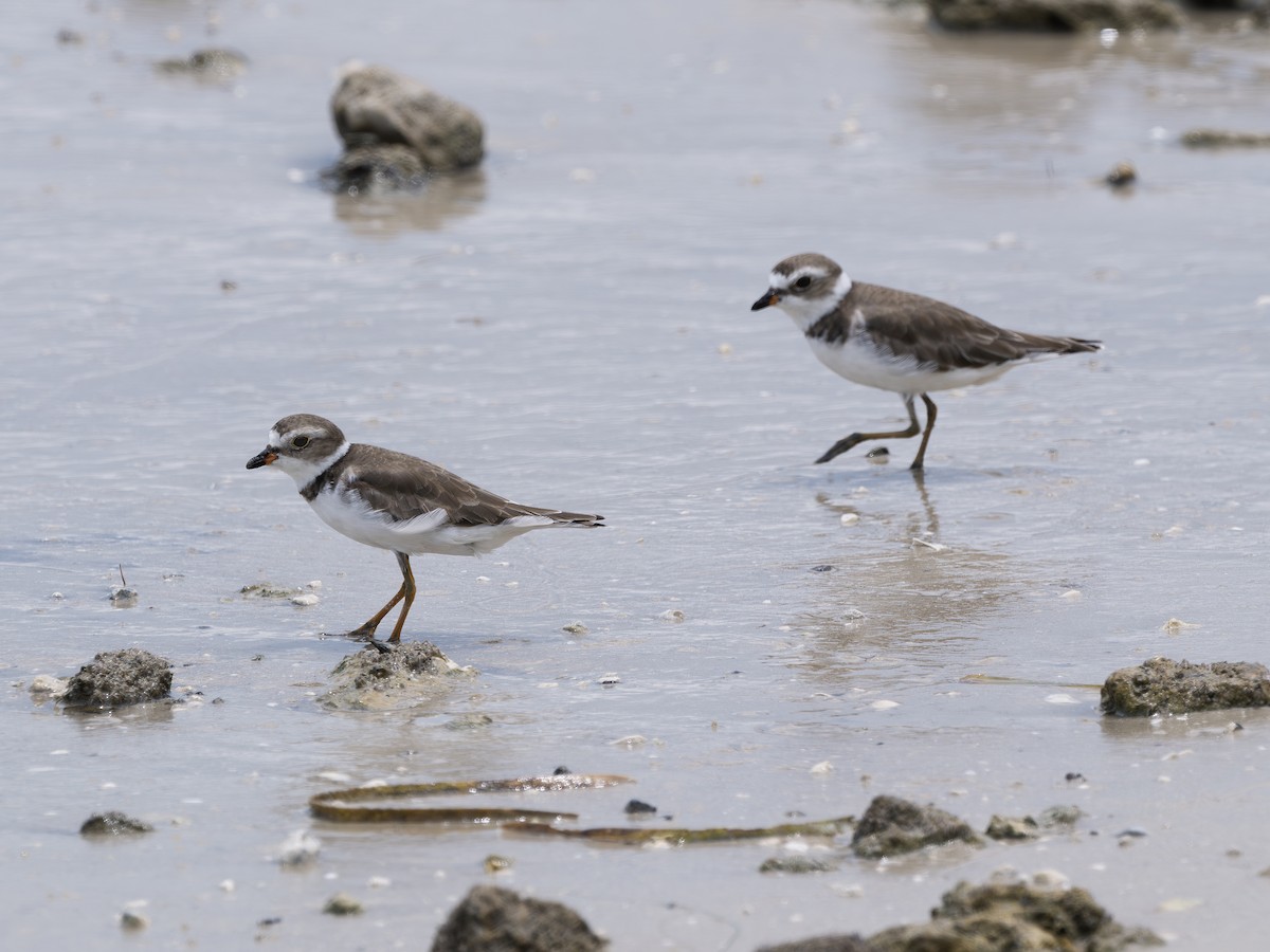 Semipalmated Plover - ML638409287