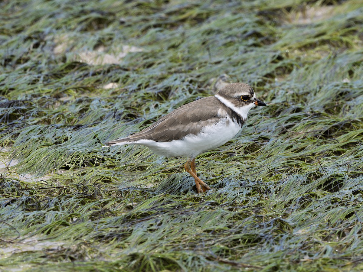 Semipalmated Plover - ML638409288