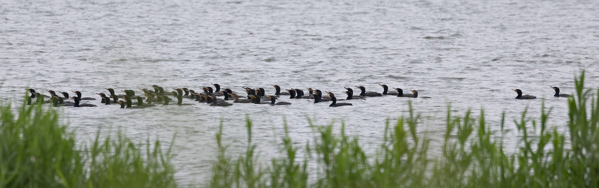 Double-crested Cormorant - ML638409289