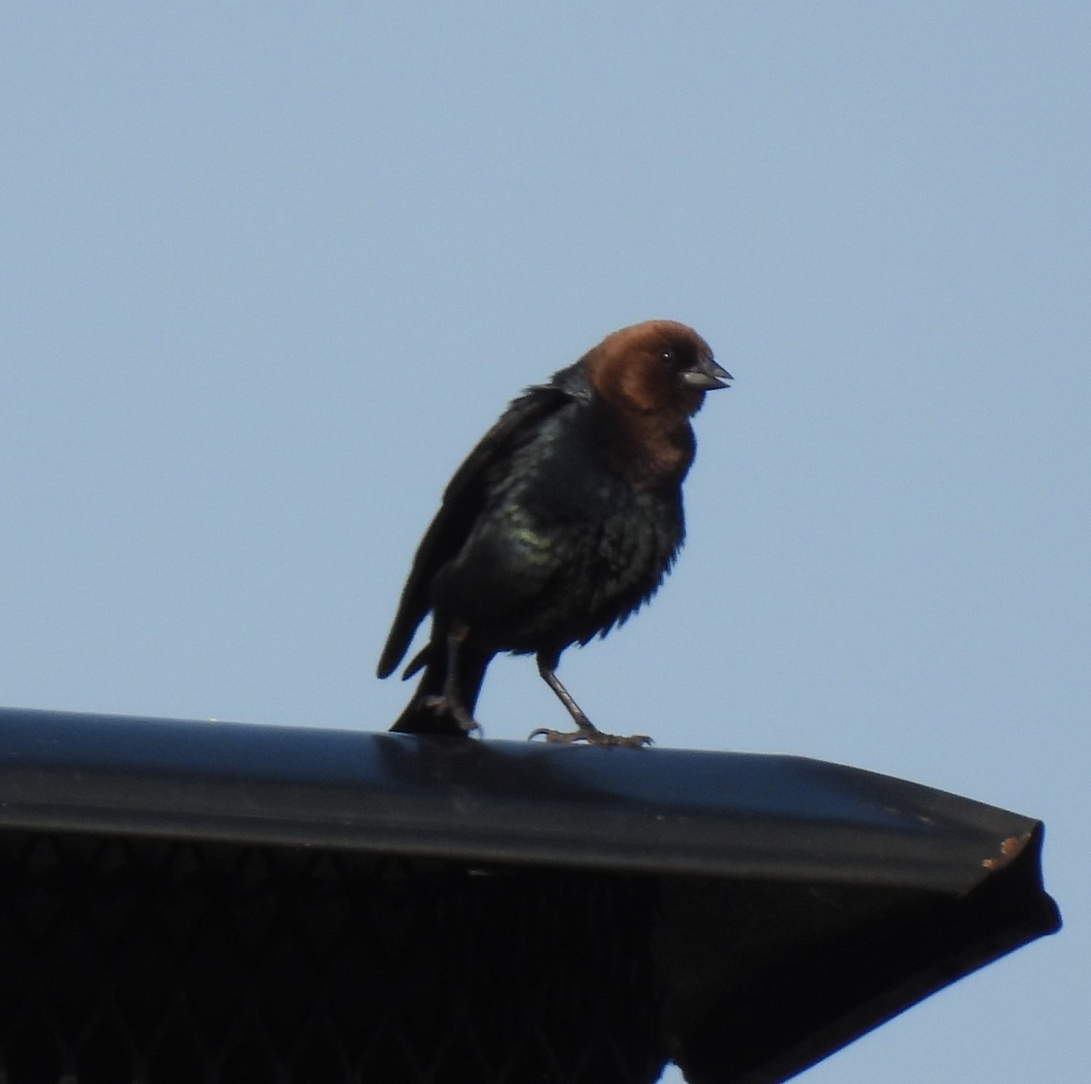 Brown-headed Cowbird - ML638409291