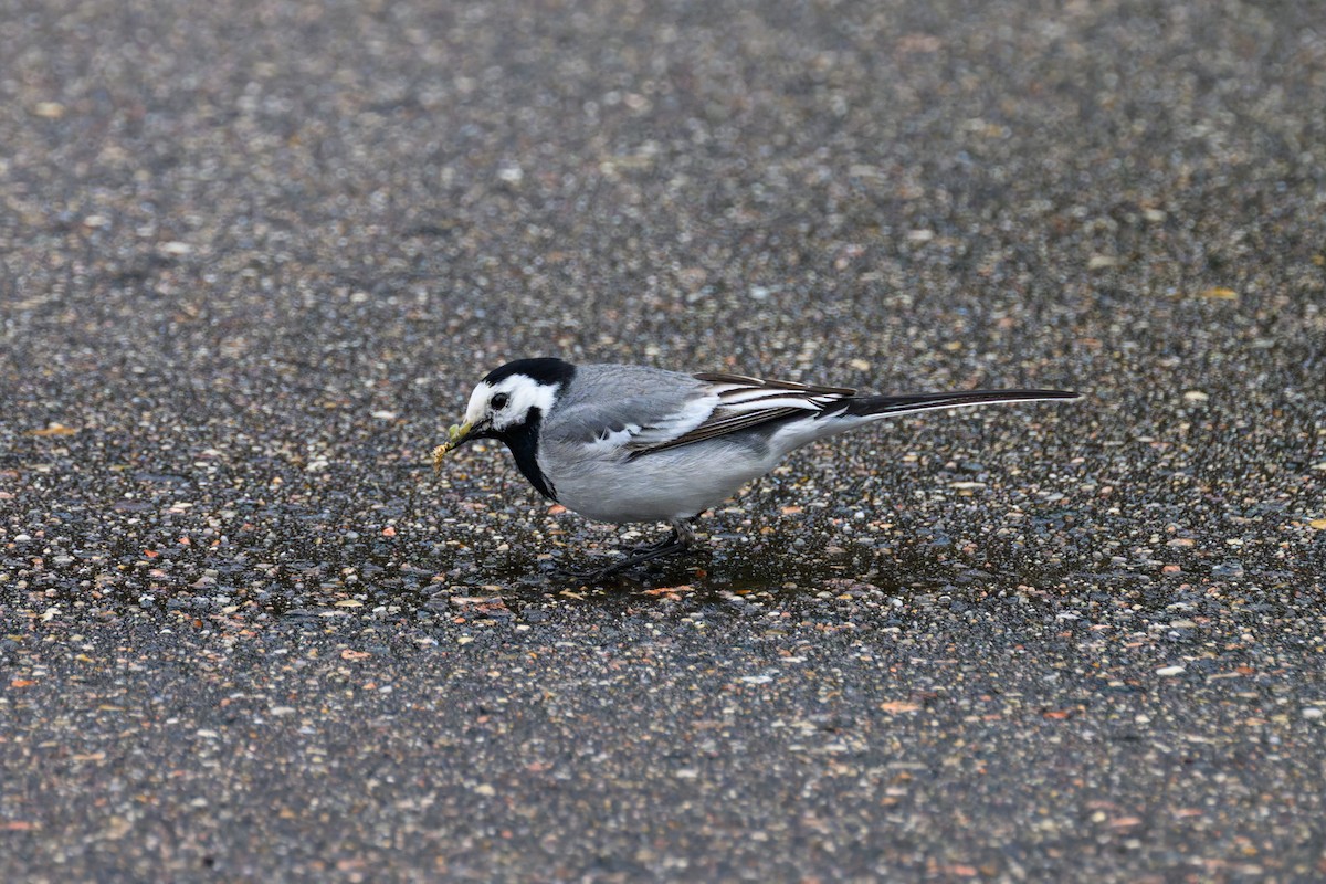 Хөх цэгцгий - ML638409292