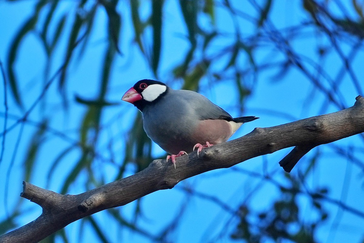 Java Sparrow - ML638409293