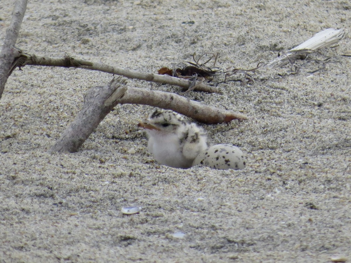 Least Tern - ML638409302