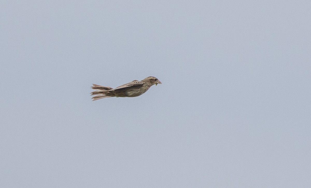 Bobolink - ML638409304