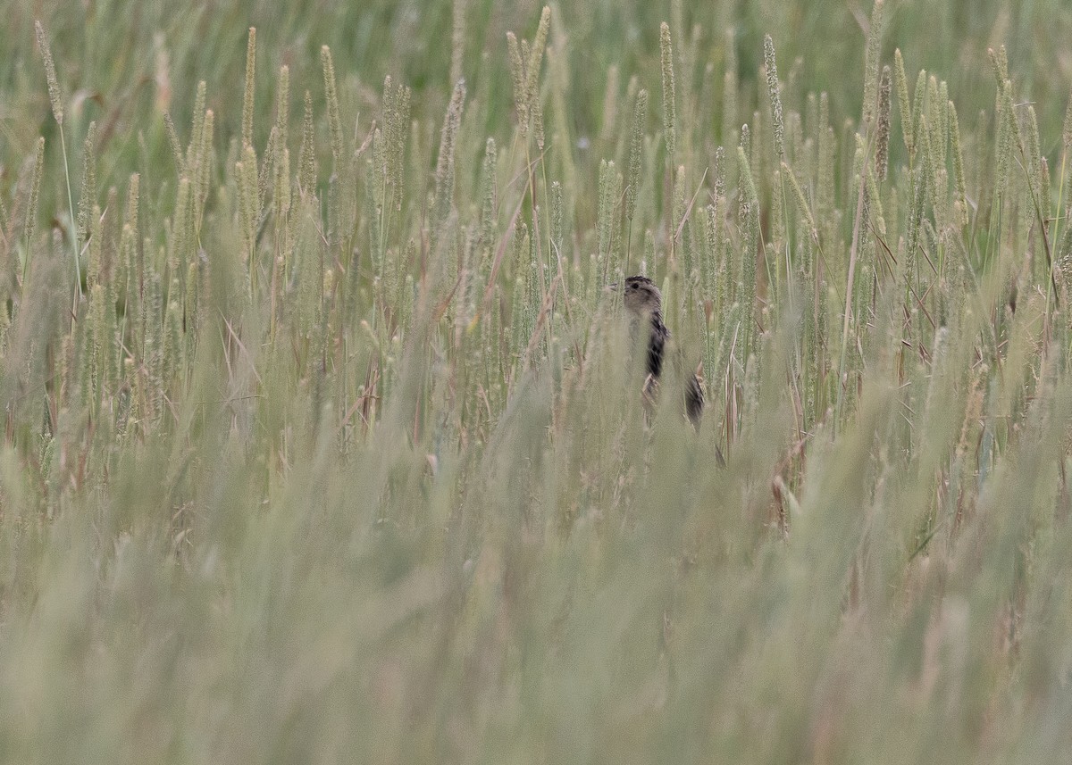 Bobolink - ML638409305
