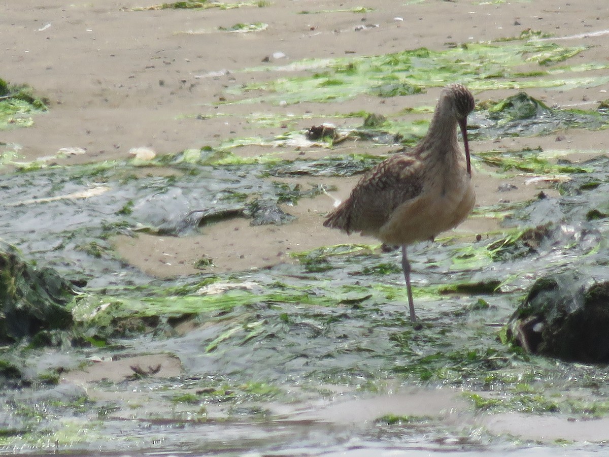 Long-billed Curlew - ML638409306