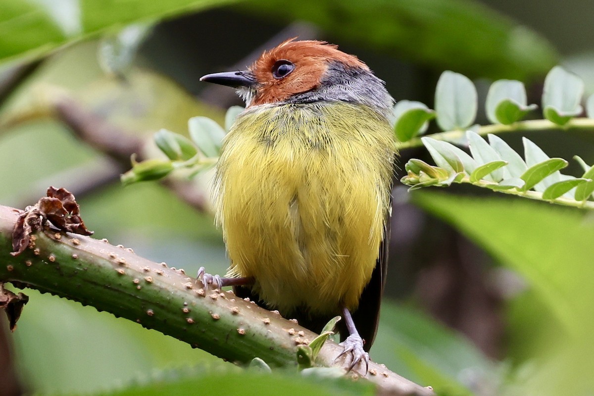Johnson's Tody-Flycatcher - ML638409307