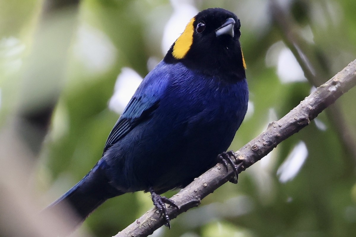 Yellow-scarfed Tanager - ML638409309