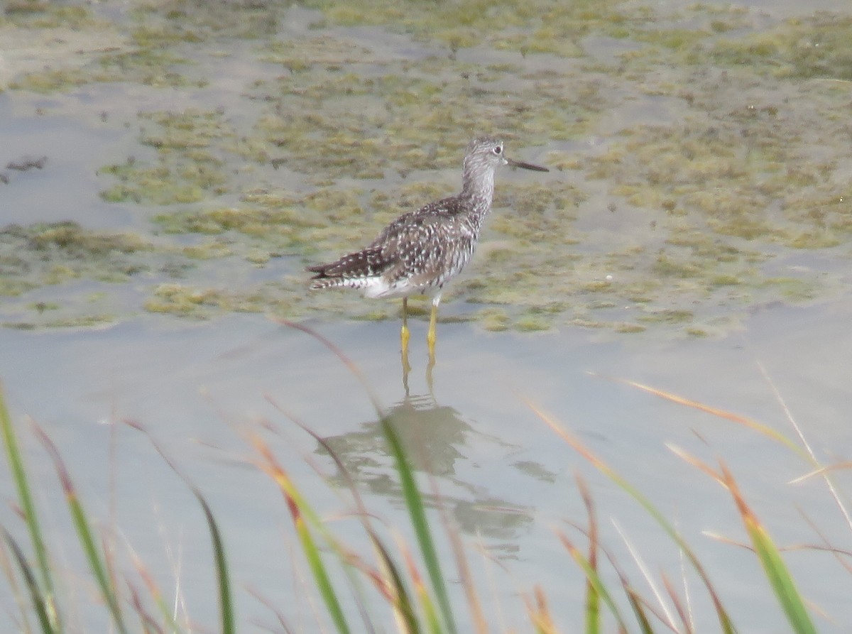Greater Yellowlegs - ML638409338