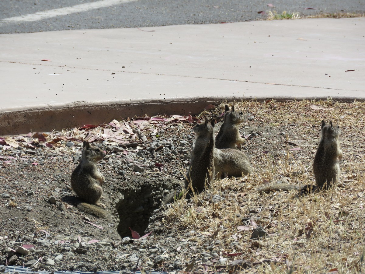 California Ground Squirrel - ML638409363