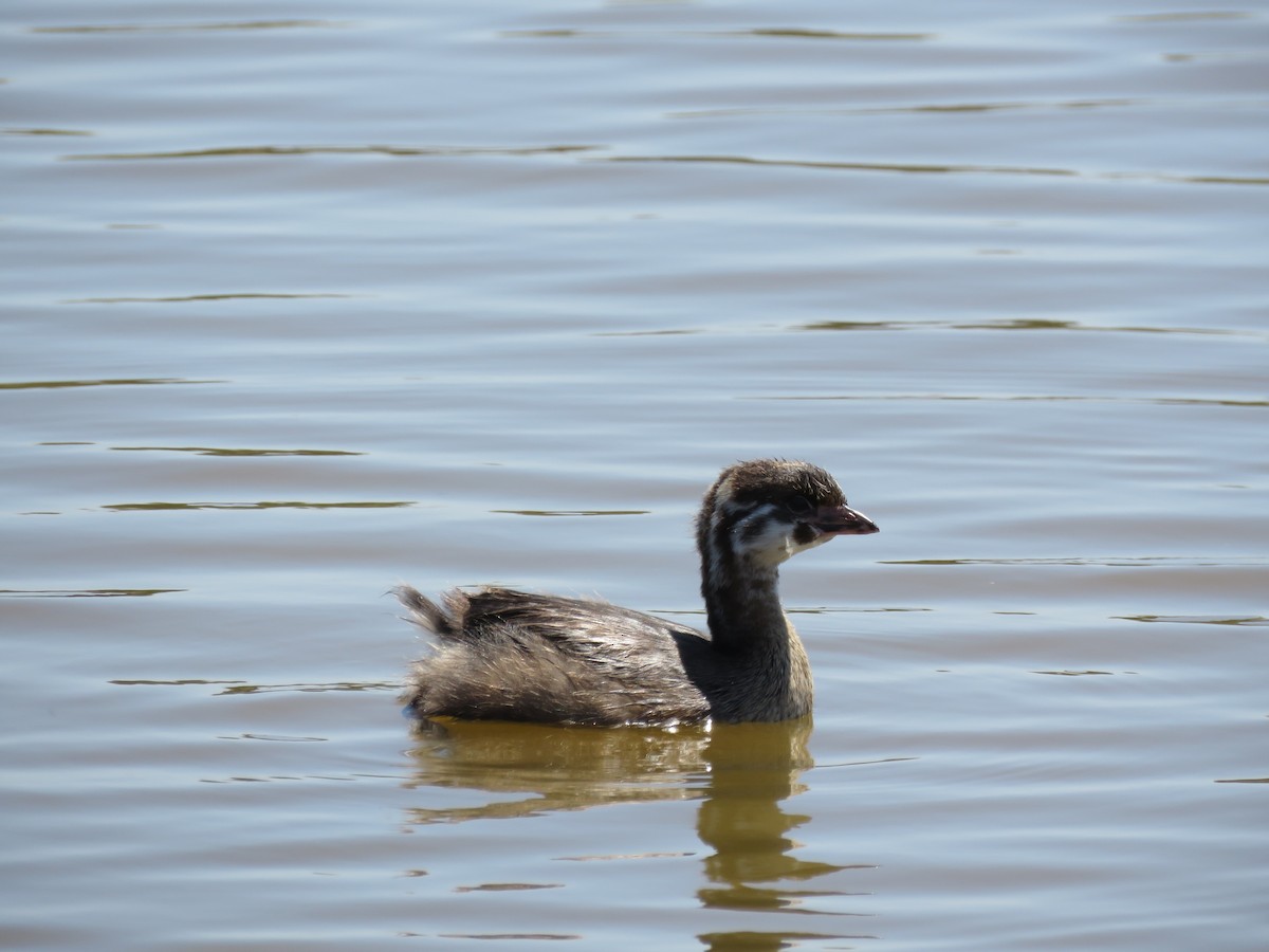 Pied-billed Grebe - ML638409386
