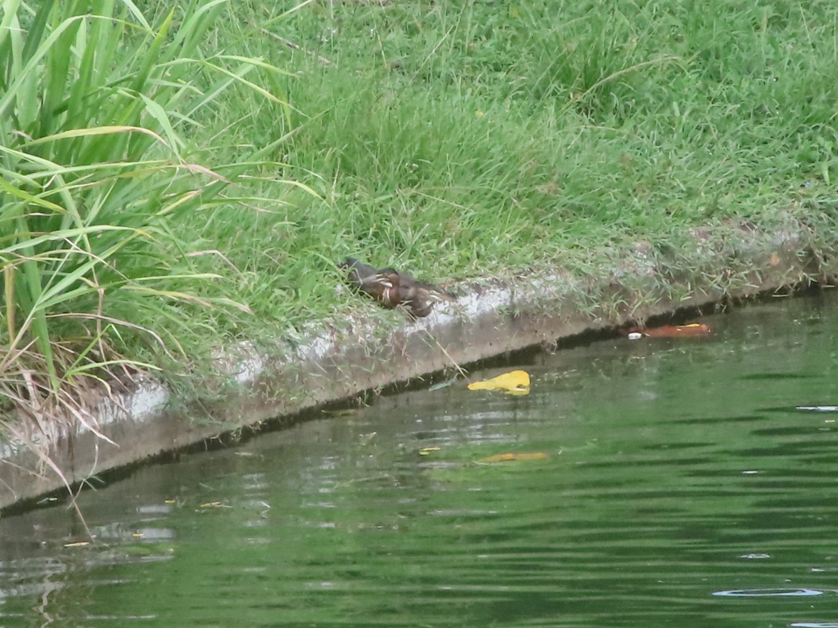 Green Heron - ML638409395