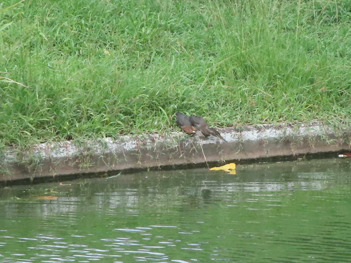 Green Heron - ML638409398