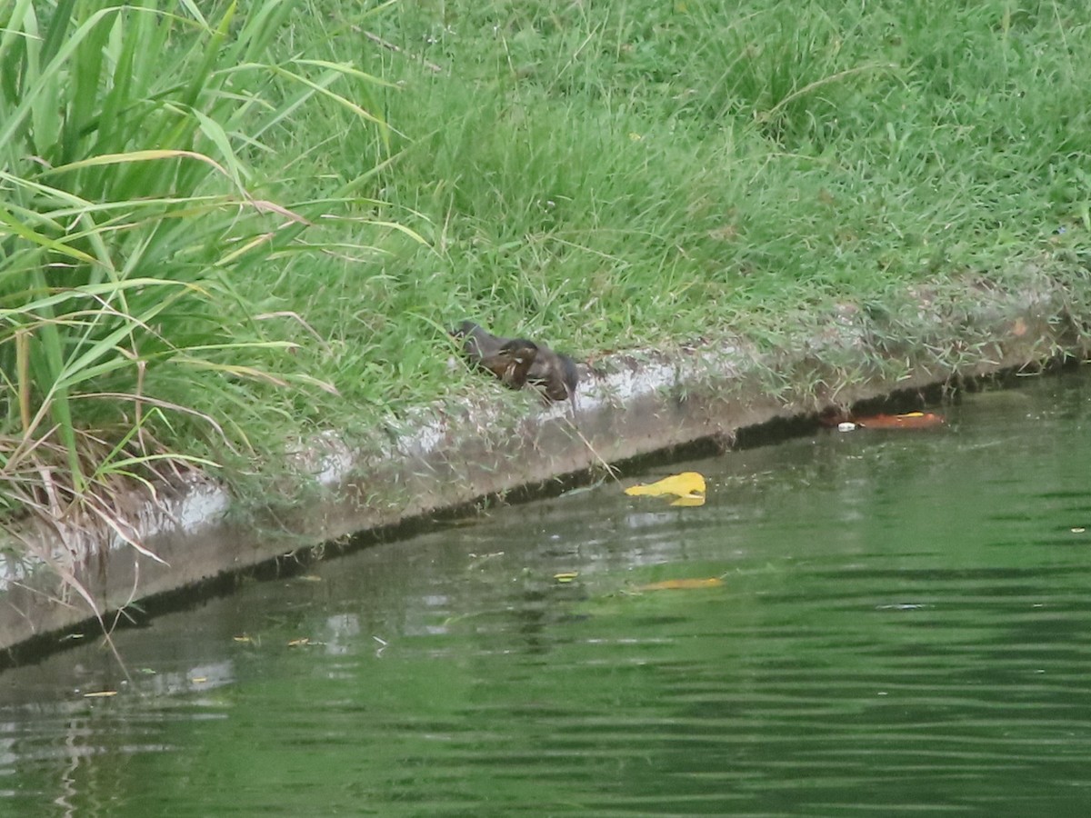 Green Heron - ML638409399