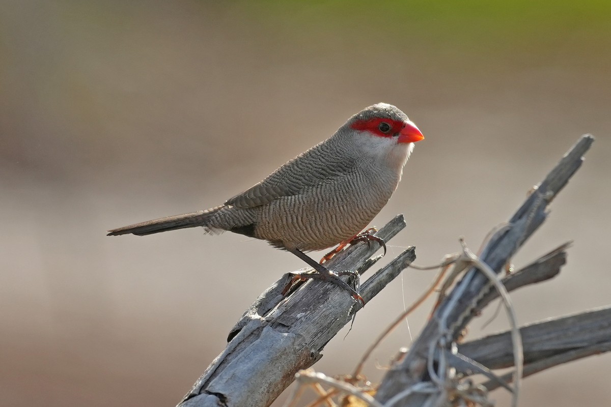 Common Waxbill - ML638409404