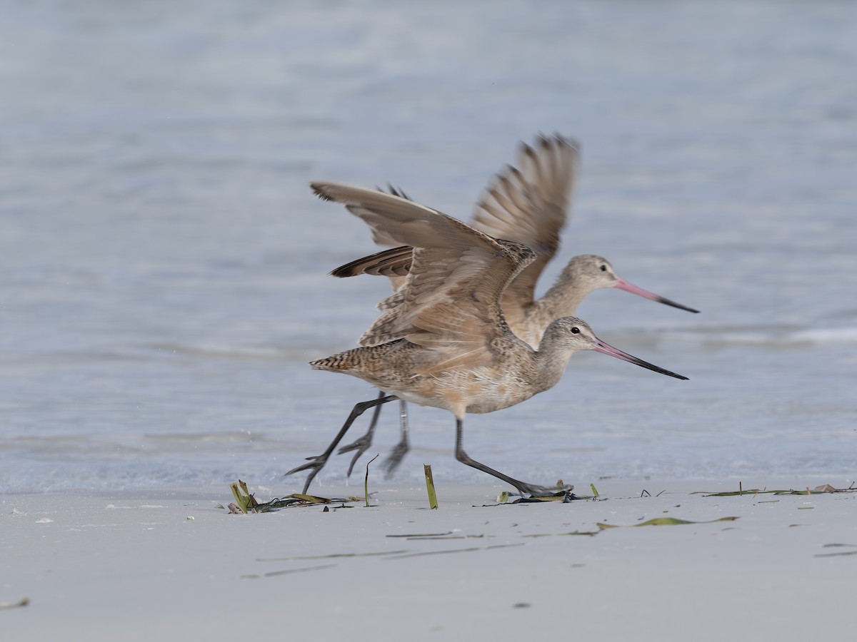 Marbled Godwit - ML638409405