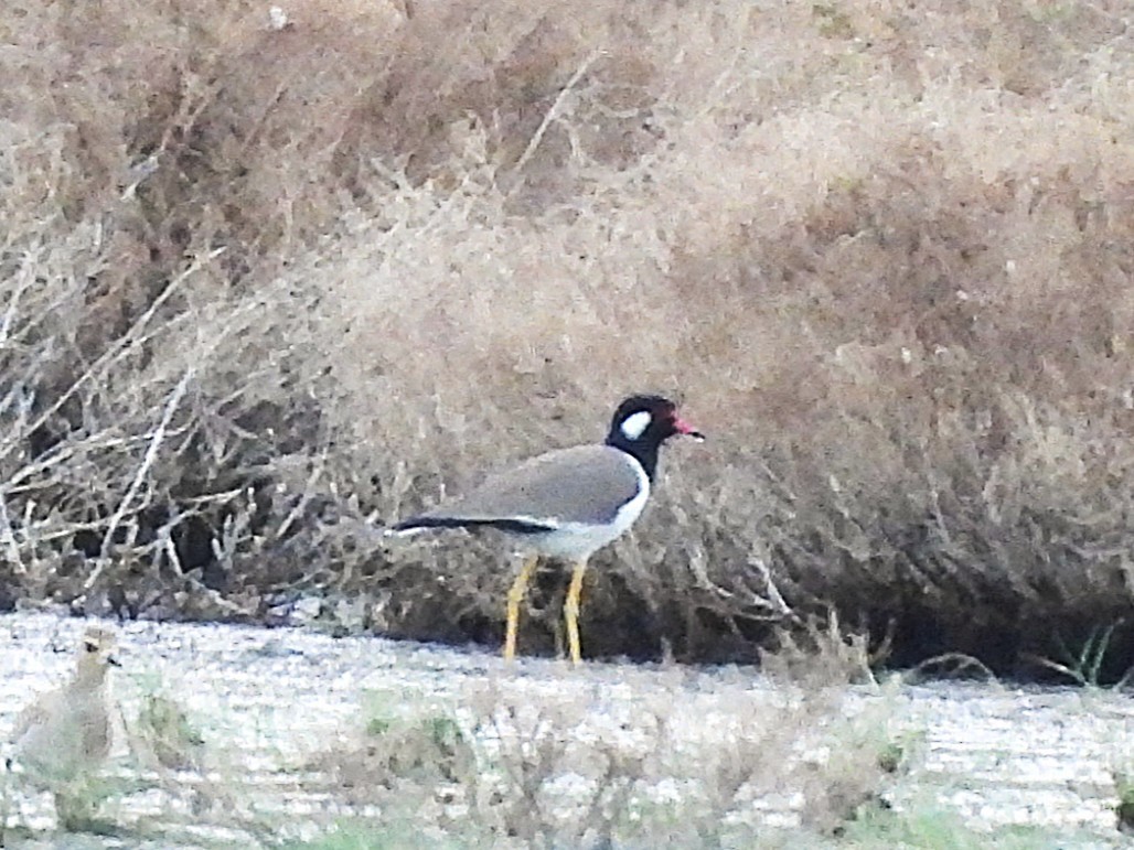 Red-wattled Lapwing - ML638409407