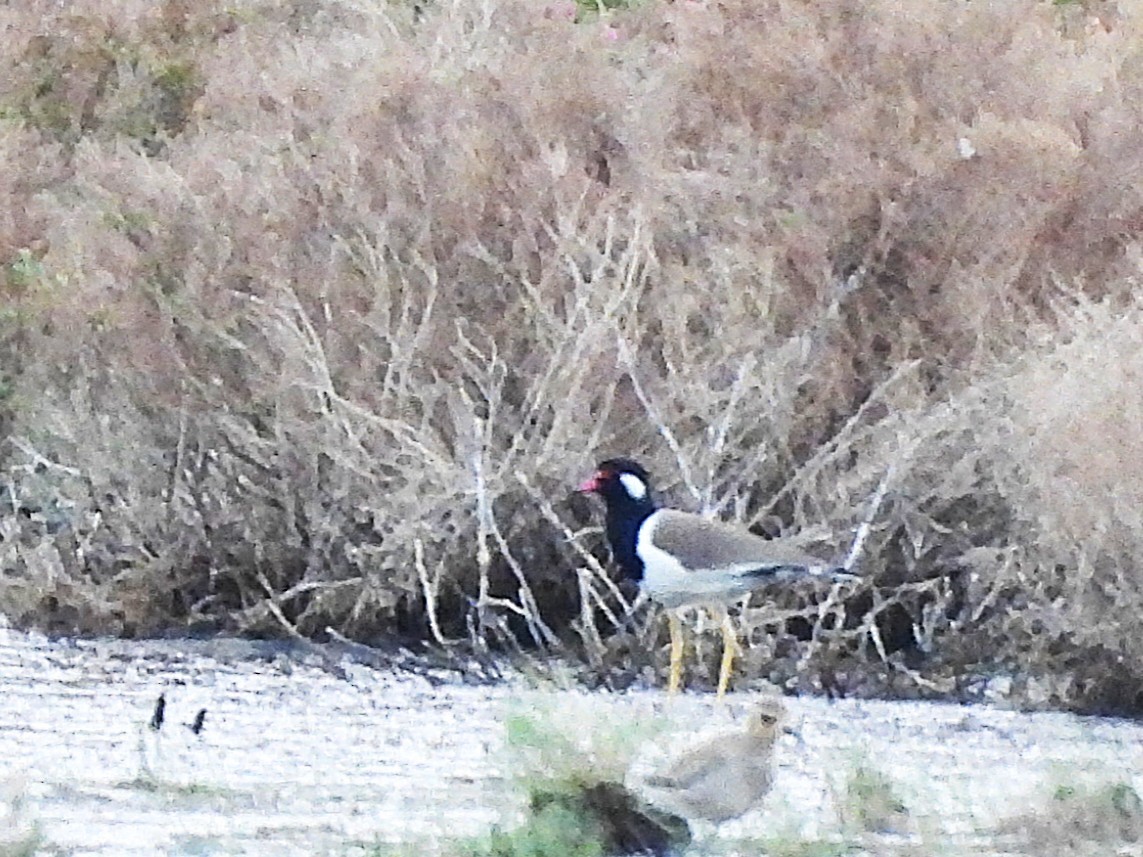 Red-wattled Lapwing - ML638409408