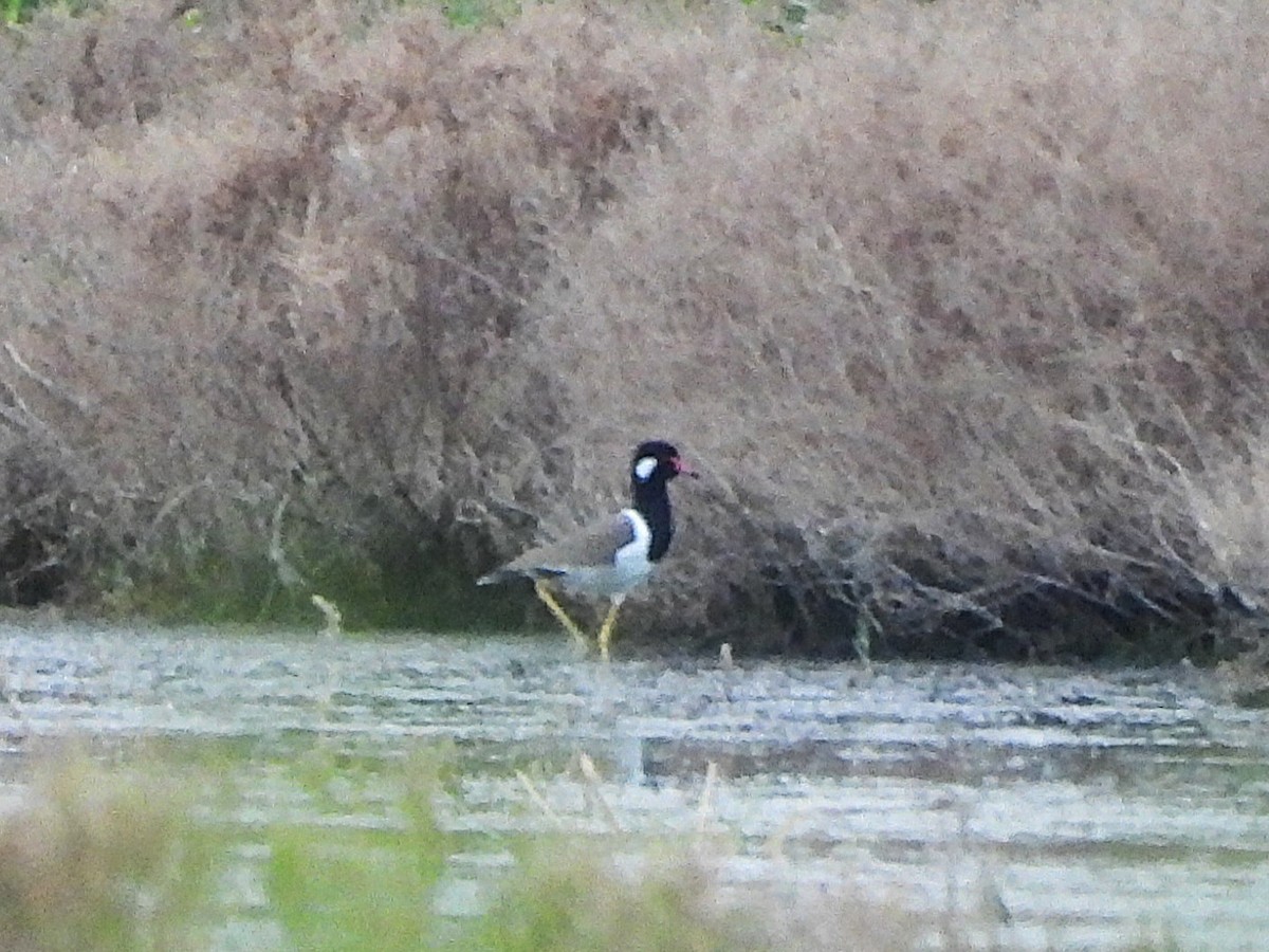Red-wattled Lapwing - ML638409409