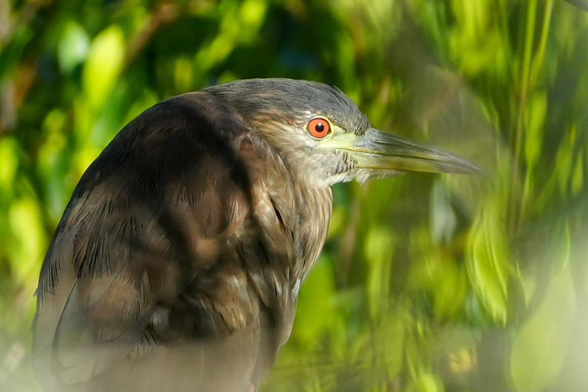 Black-crowned Night Heron - ML638409410