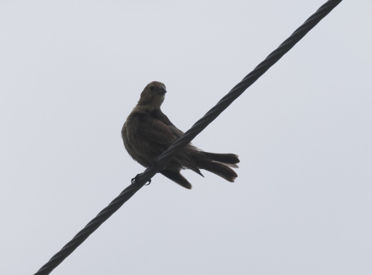 Brown-headed Cowbird - ML638409411