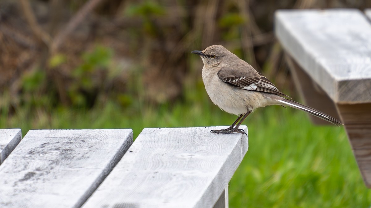 Northern Mockingbird - ML638409413