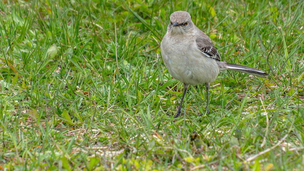 Northern Mockingbird - ML638409414