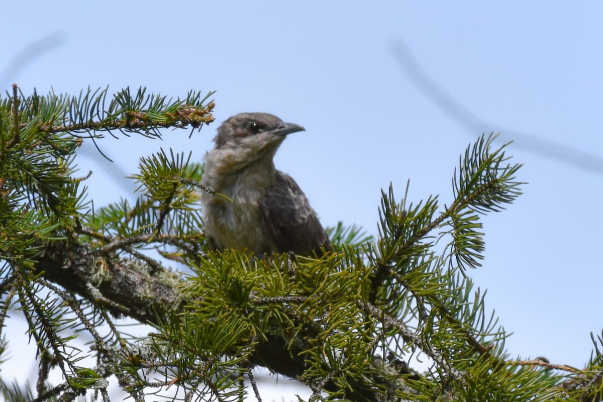 Black-billed Cuckoo - ML638409416