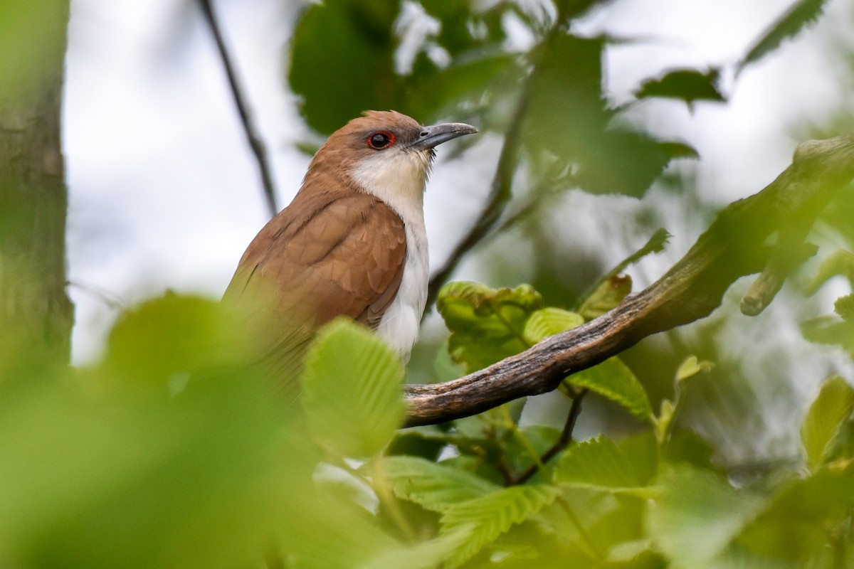 Black-billed Cuckoo - ML638409417