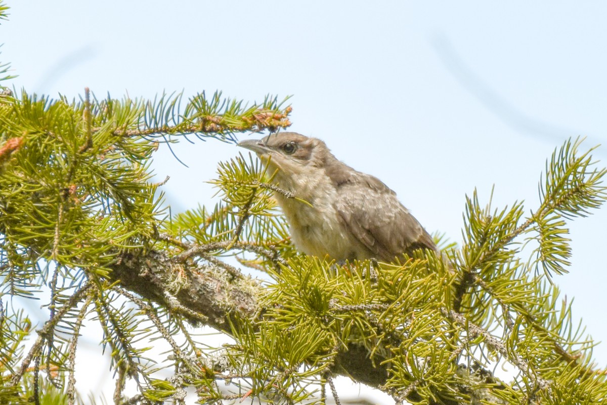 Black-billed Cuckoo - ML638409418