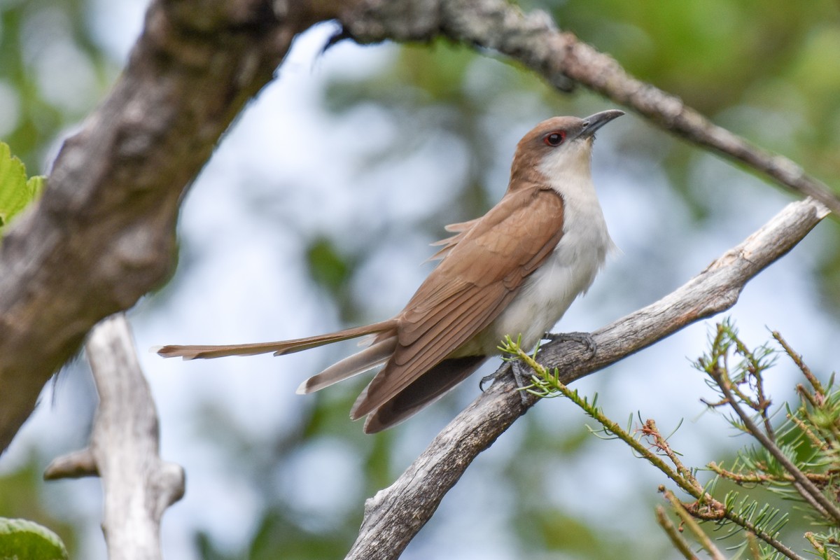 Black-billed Cuckoo - ML638409419