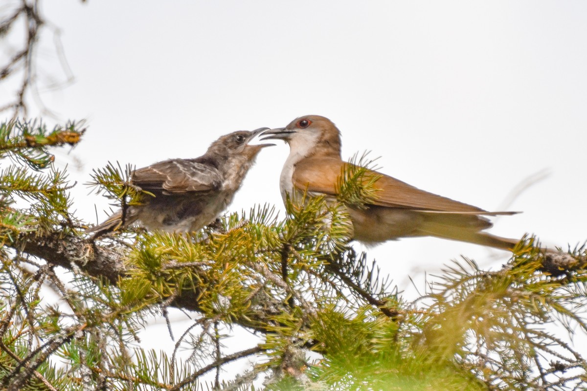 Black-billed Cuckoo - ML638409420
