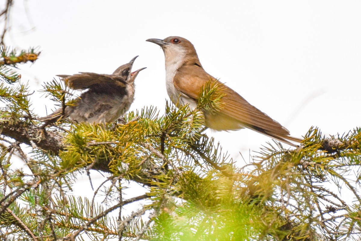 Black-billed Cuckoo - ML638409421