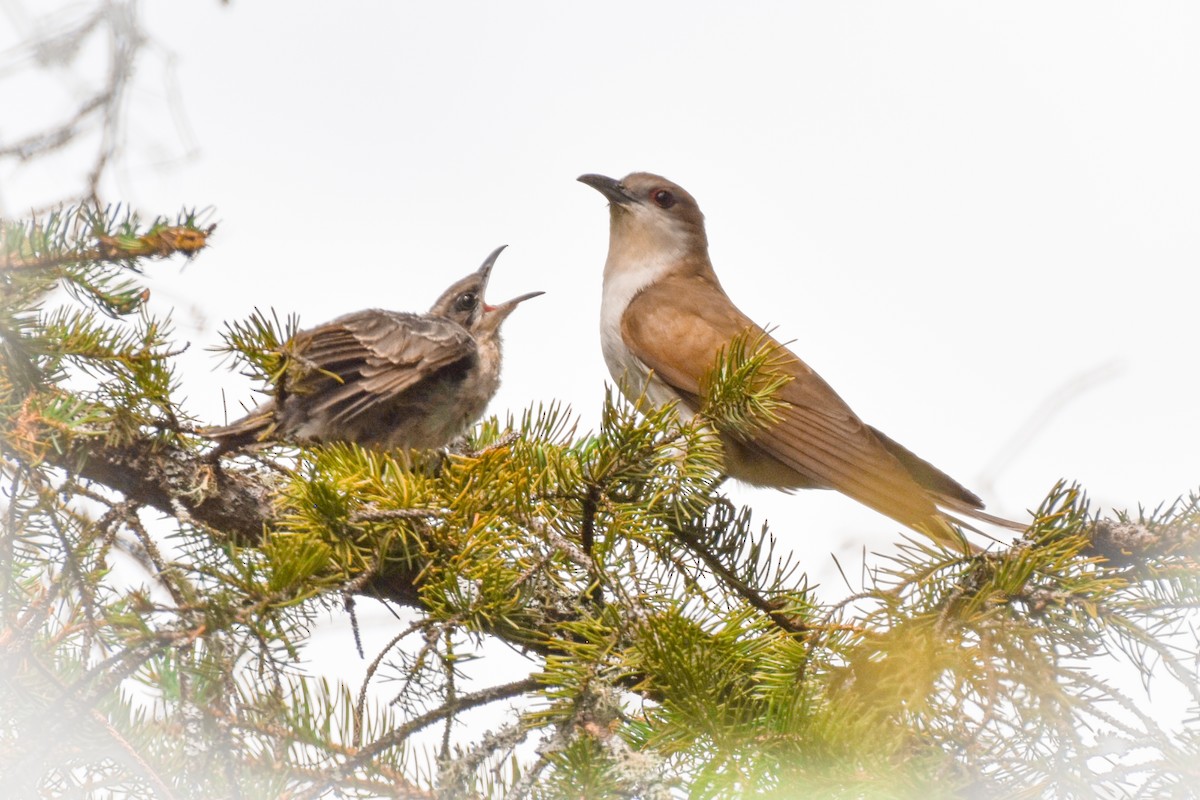 Black-billed Cuckoo - ML638409422
