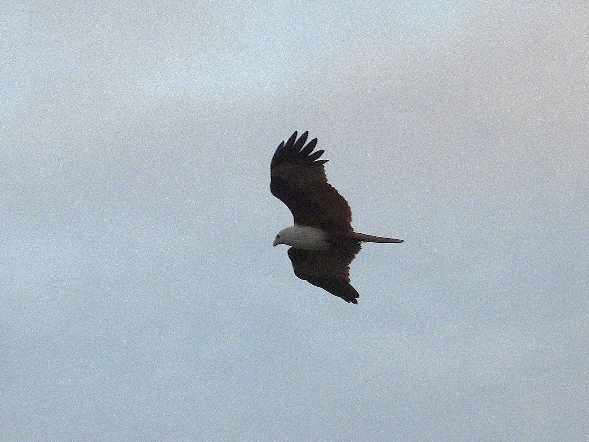 Brahminy Kite - ML638409424