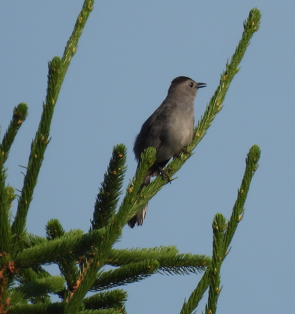 Gray Catbird - ML638409427