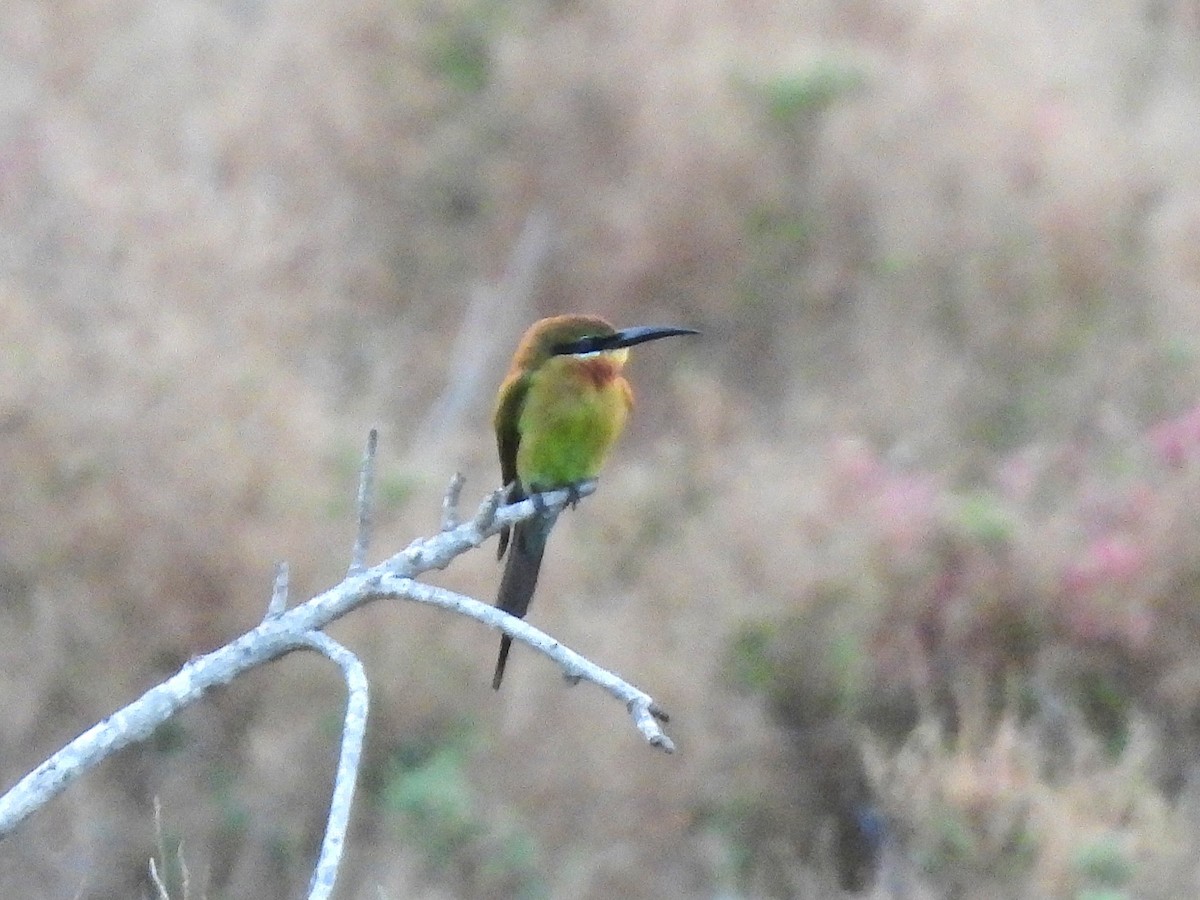 Blue-tailed Bee-eater - ML638409430