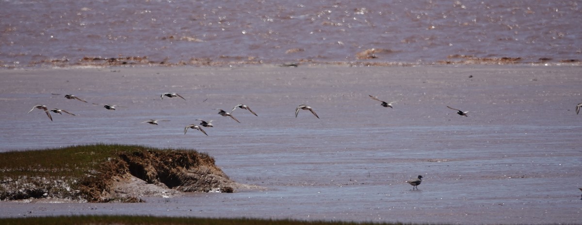 Black-bellied Plover - ML638409431