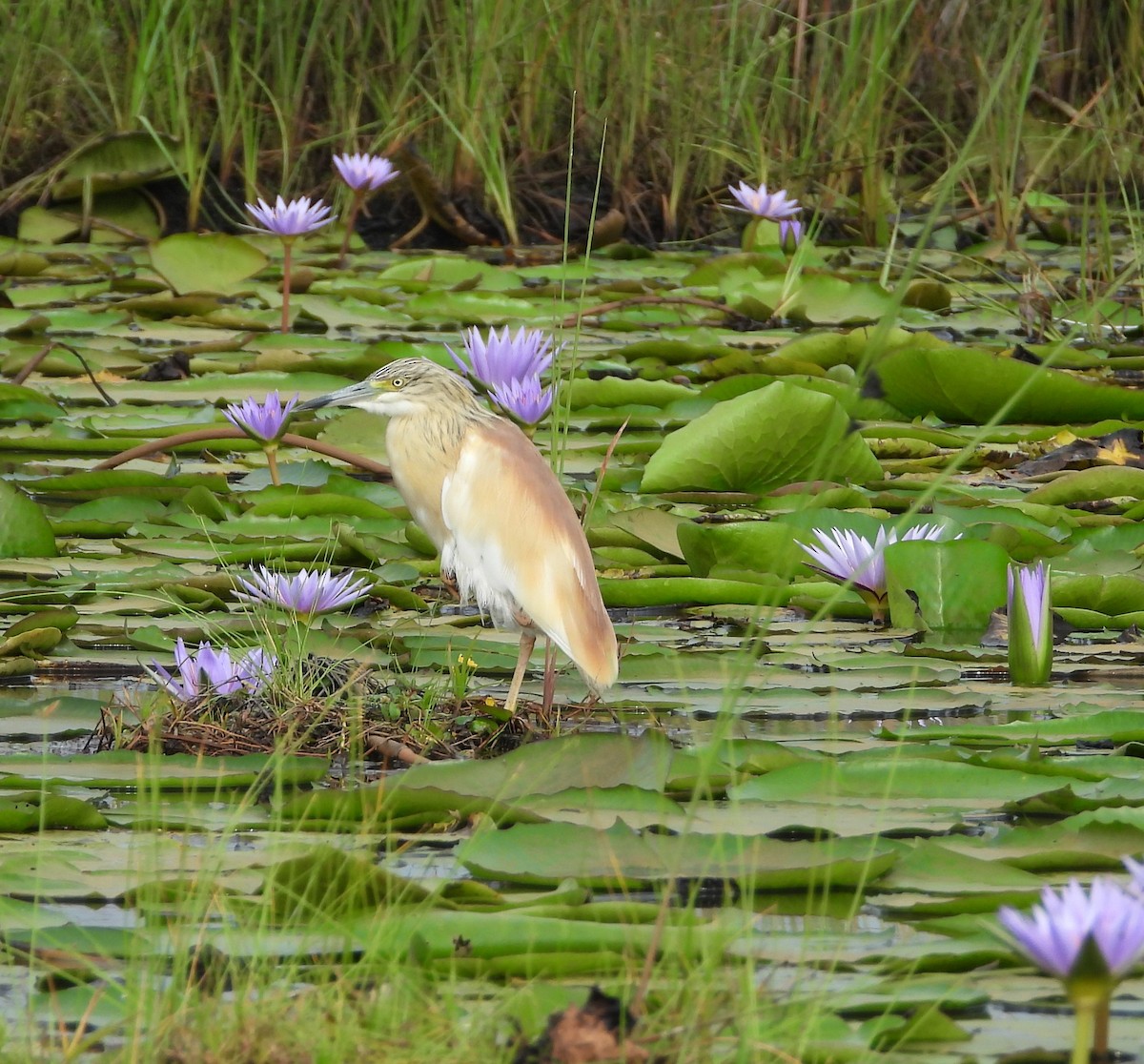 Squacco Heron - ML638409475