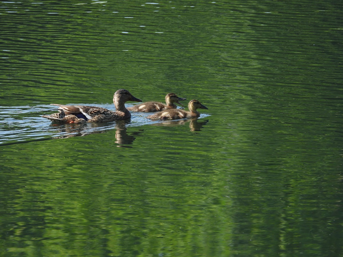 Canard colvert - ML638409511